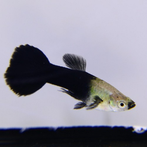 Poecilia reticulatus, Lebistes reticulatus - Guppy mann schwarz/silber